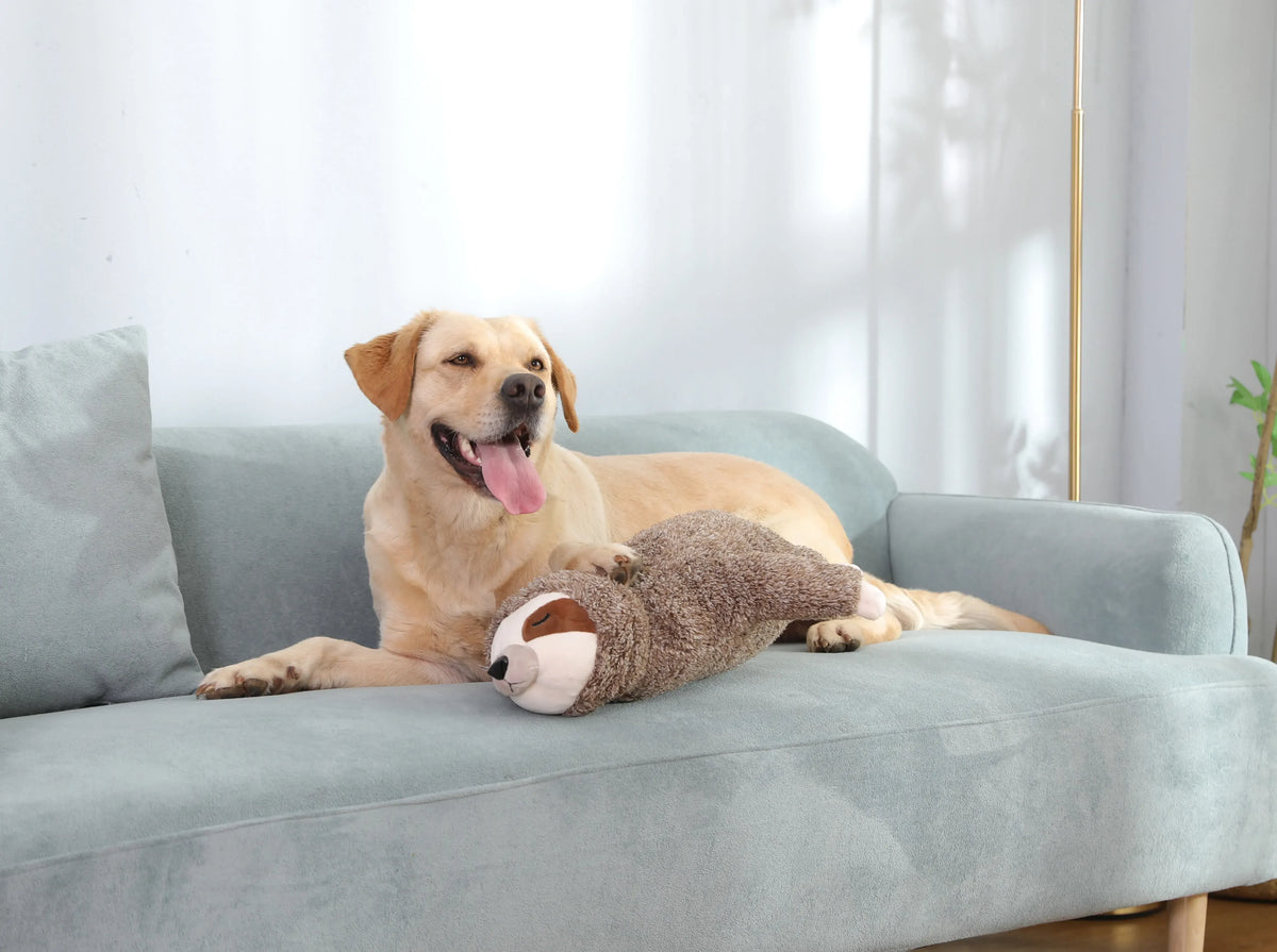 Comfort Companion — Sloth
